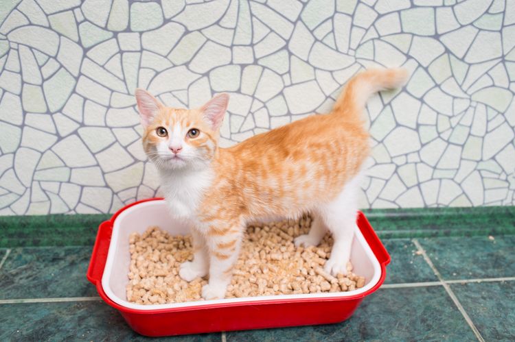Gatito pelirrojo en el arenero