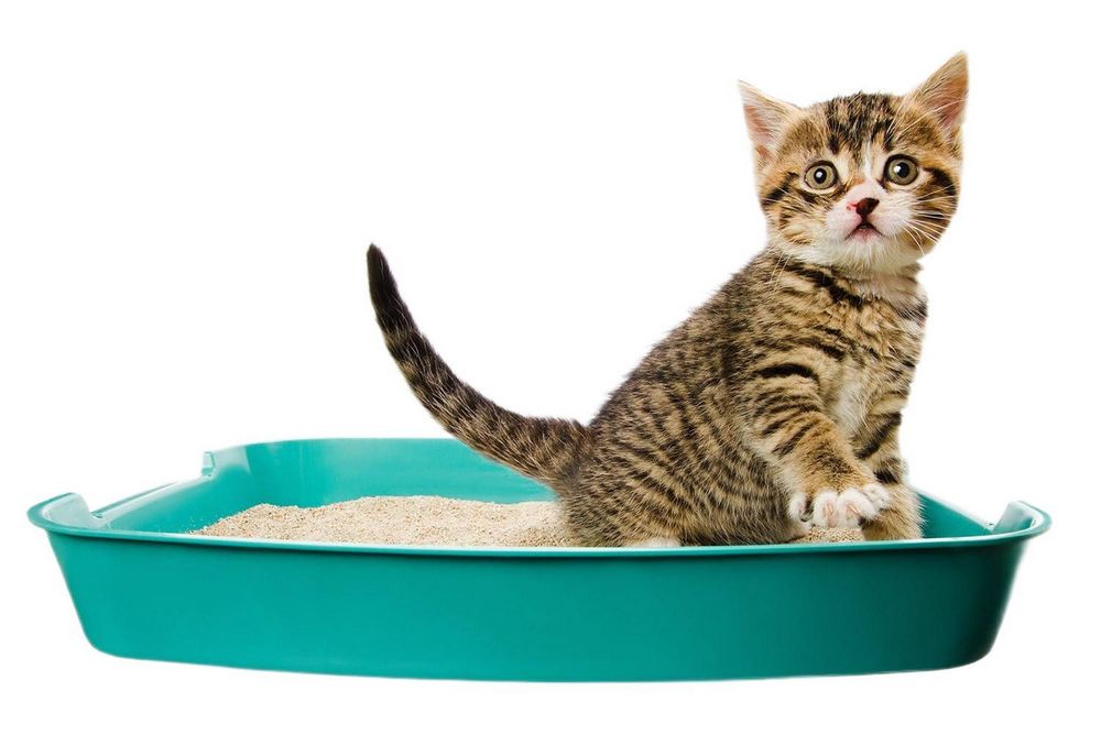Gatito en el arenero