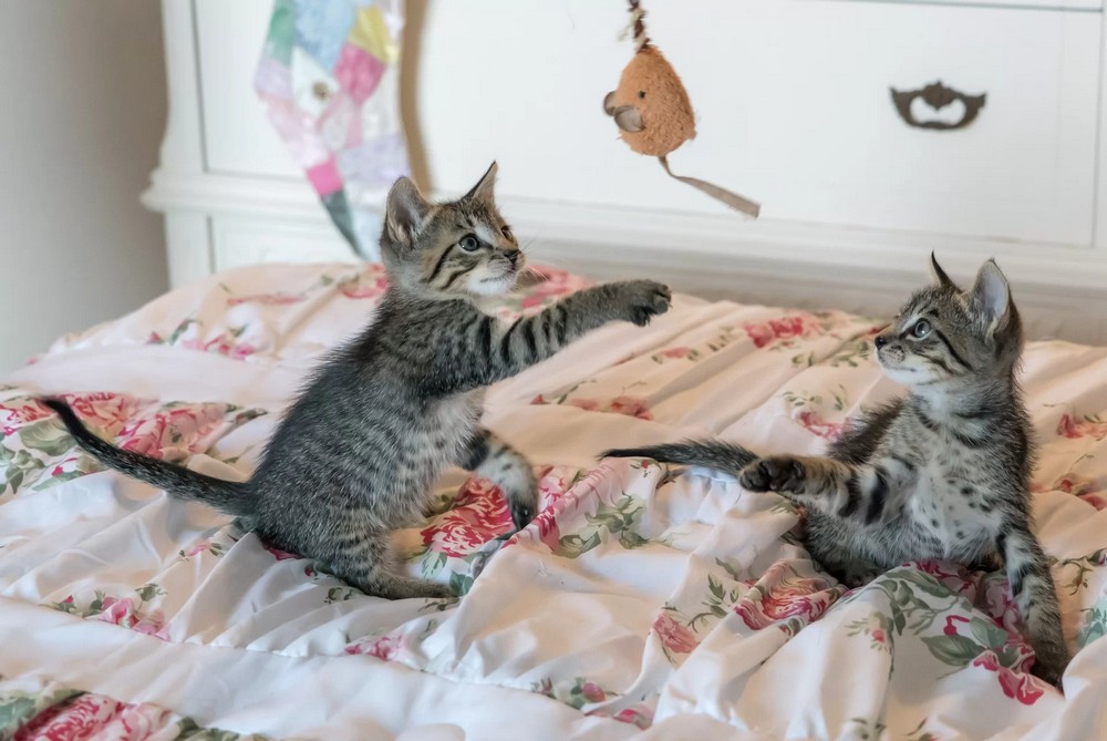 Gatitos