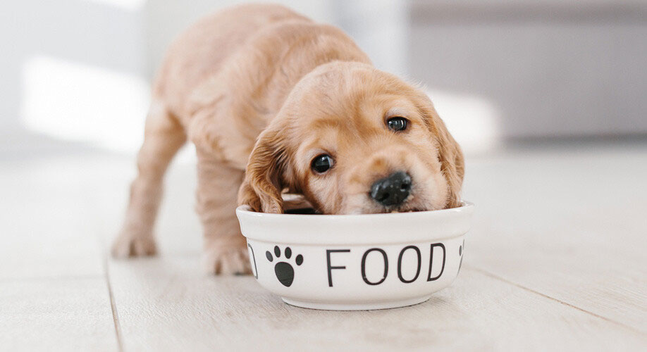 Cómo alimentar correctamente a un perro