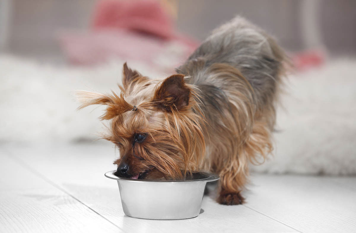 Cómo calcular la ración diaria de alimento húmedo y seco para un perro