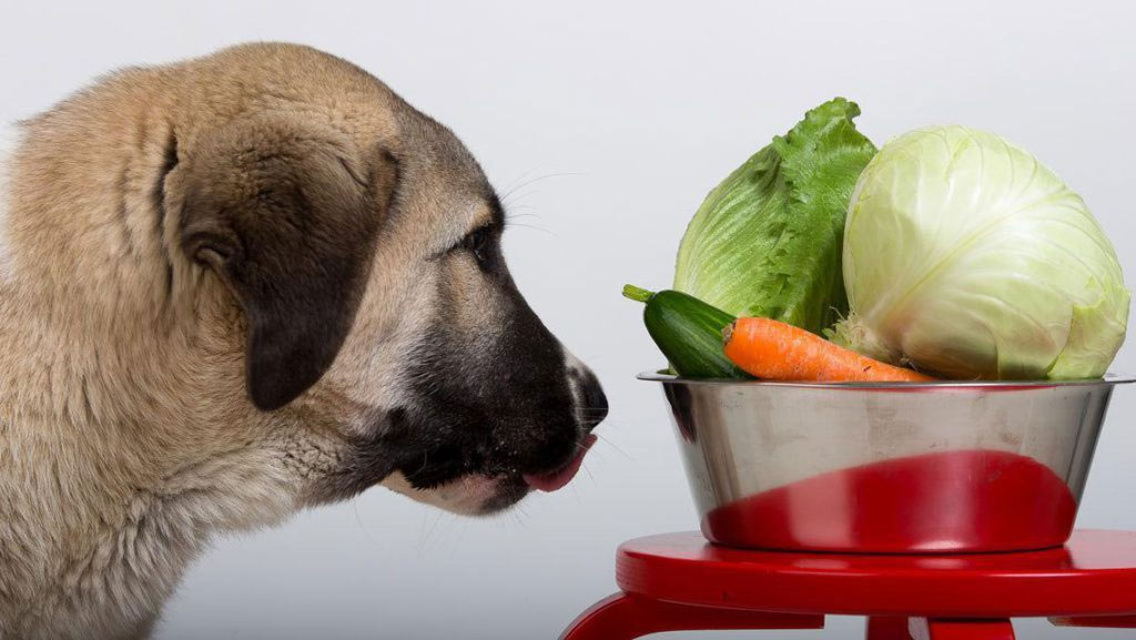 Perro y verduras