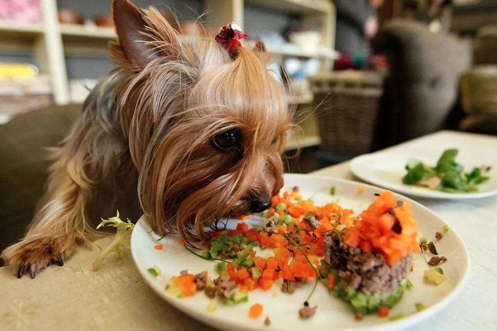 Perro y verduras