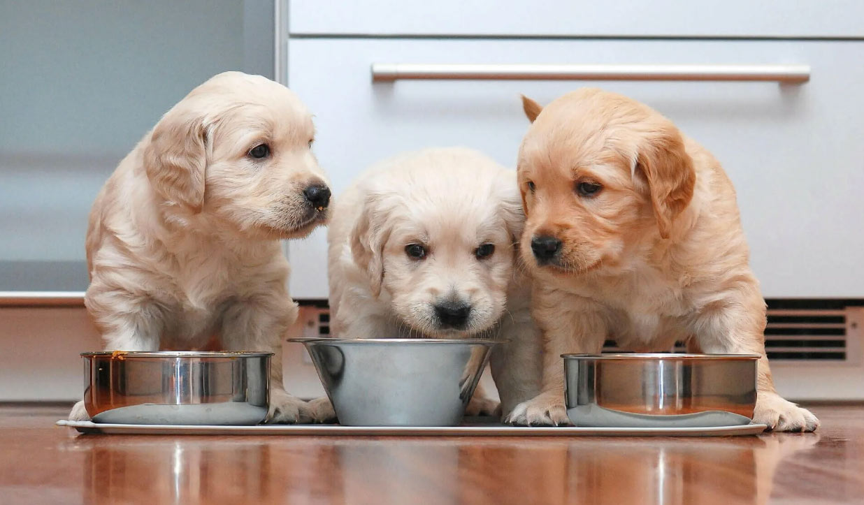 3 cachorros comiendo