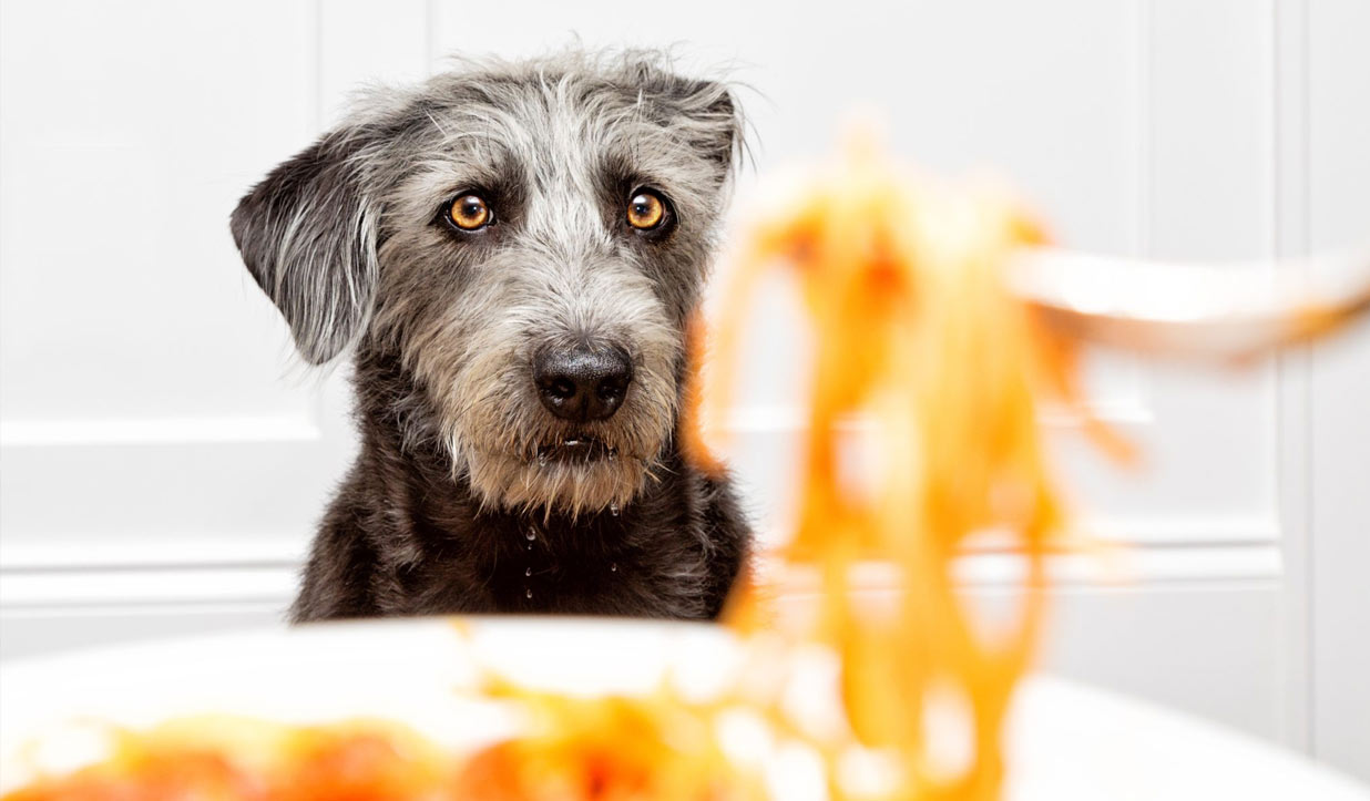 perro mirando la pasta