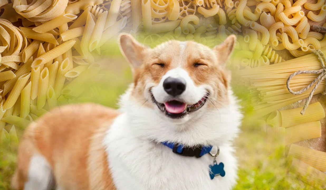 Perro contento y pasta