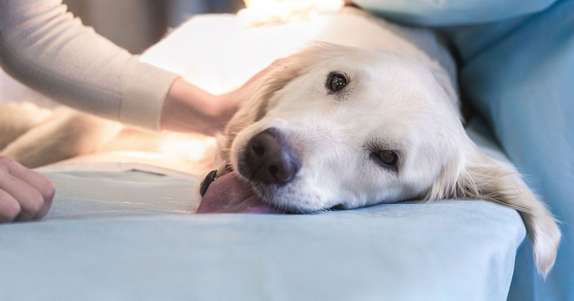 ¿Qué hacer si el perro se ha intoxicado?