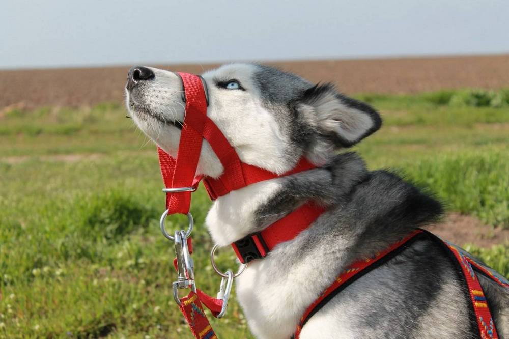 Cabestro para husky