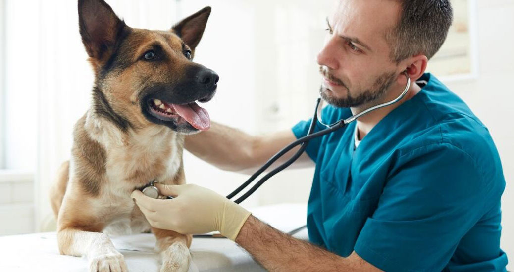 Normas de frecuencia cardíaca para perros de diferentes razas