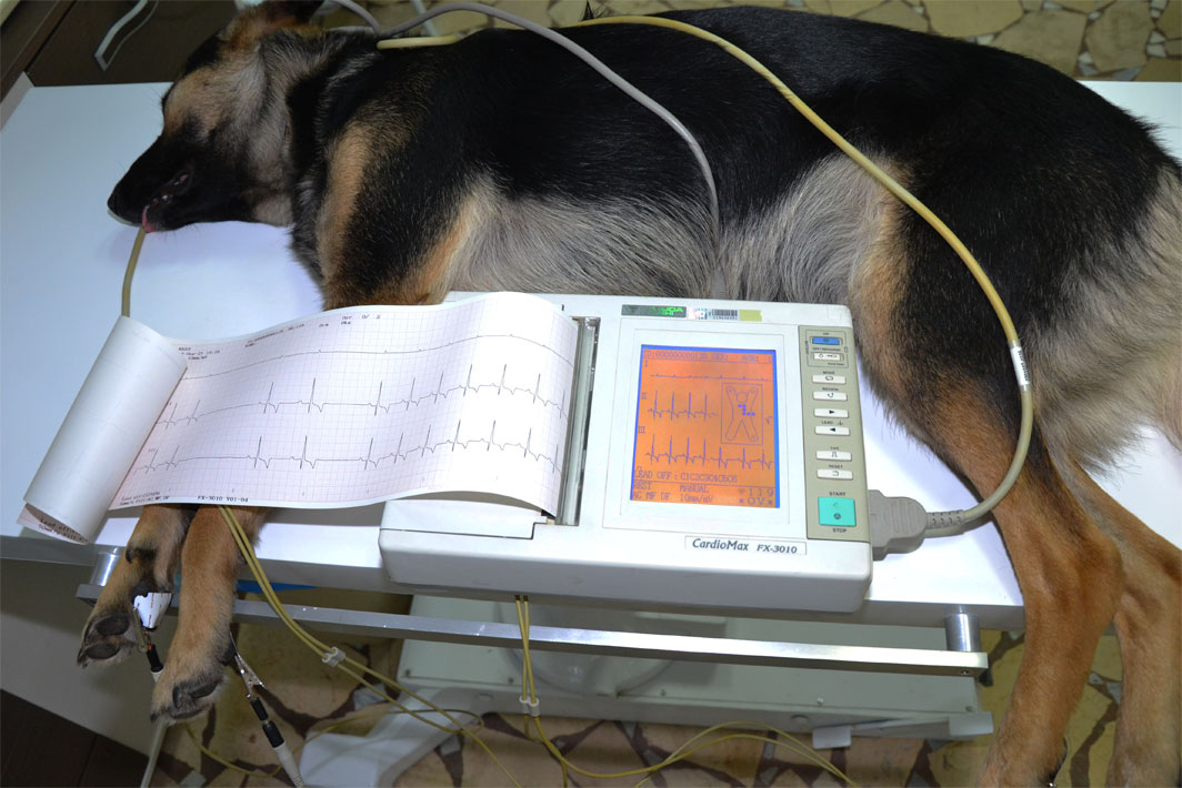 Electrocardiograma para un perro