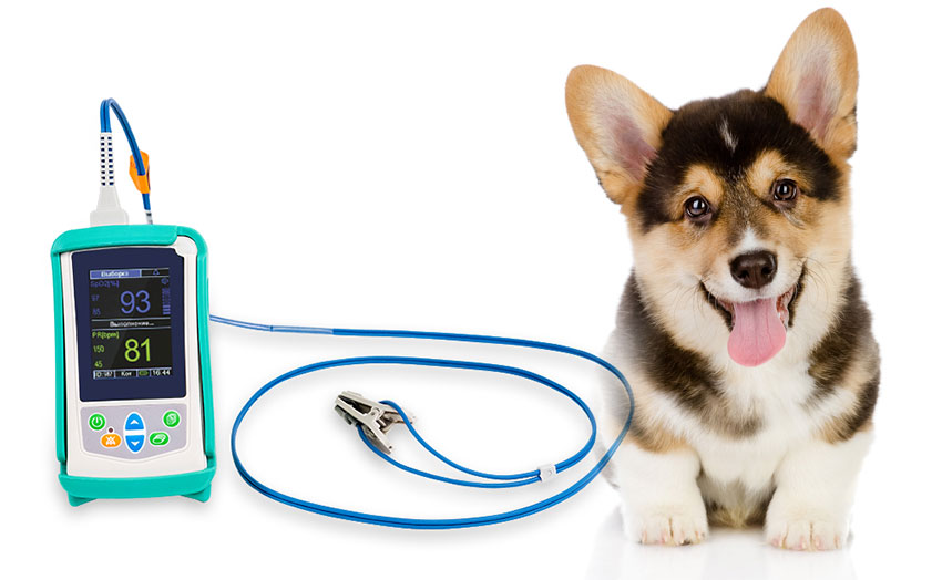 Pulsioxímetro para perros