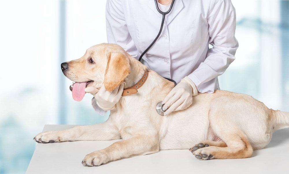 Diagnóstico de enfermedades cardíacas en perros