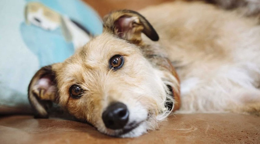 Cómo reconocer un ataque cardíaco en un perro