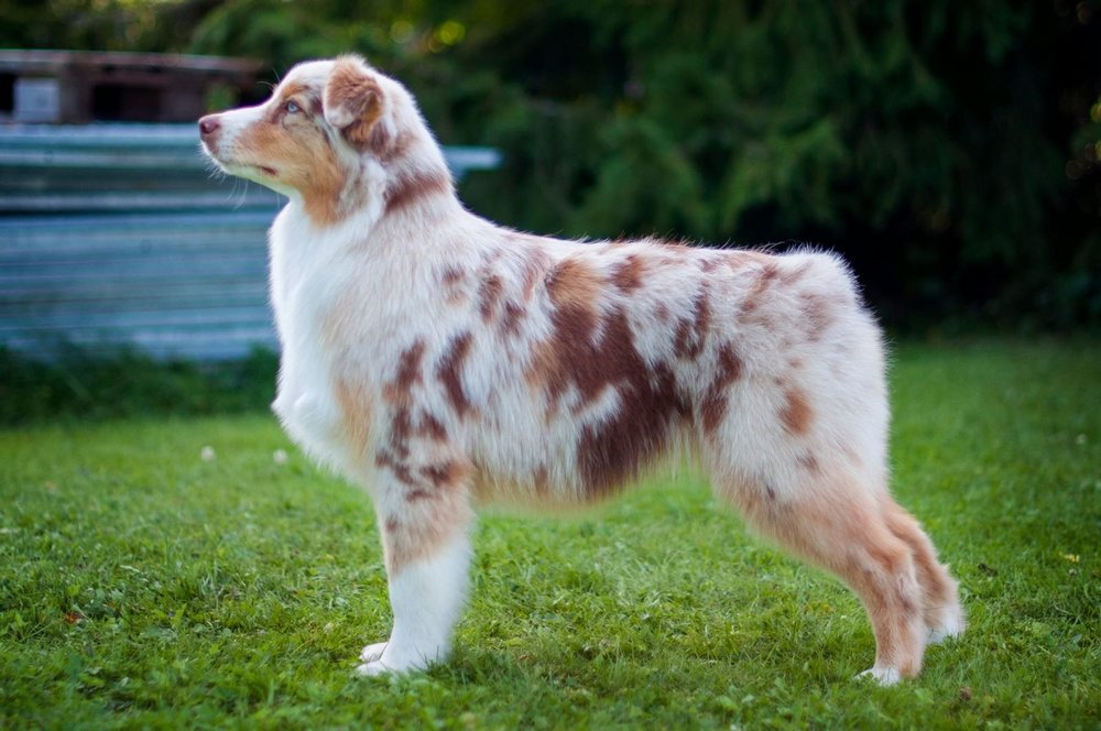Color Merle en perro aussie