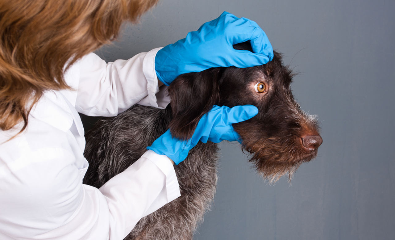 le examinan los ojos al perro