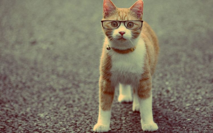 Gato con collar y gafas