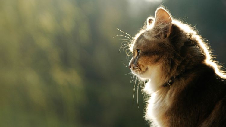 Gato con collar de feromonas