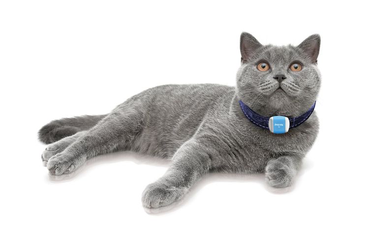 Gato con collar GPS