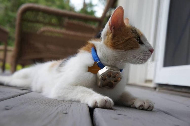 Collar GPS para gatos Real Find V-30