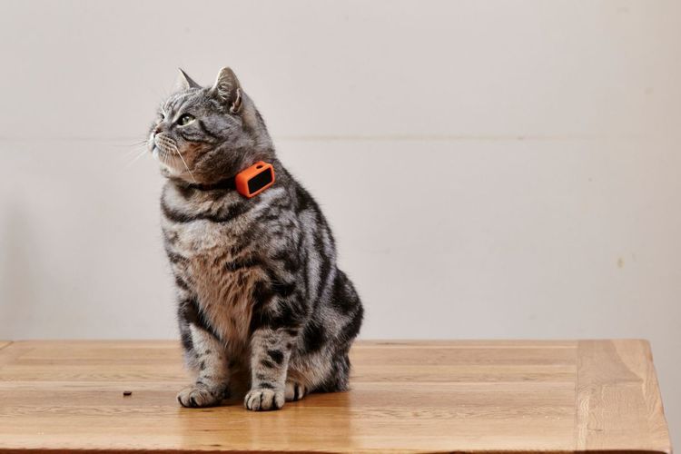 Collar con GPS para gatos