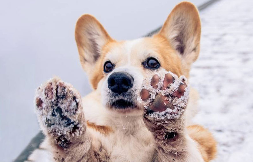 Quemadura química en las patas del perro: causas, primeros auxilios, tratamiento