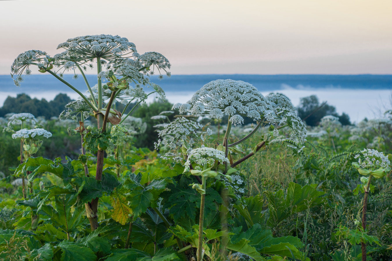 Heracleum sosnowskyi (perejil gigante de Sosnowski)
