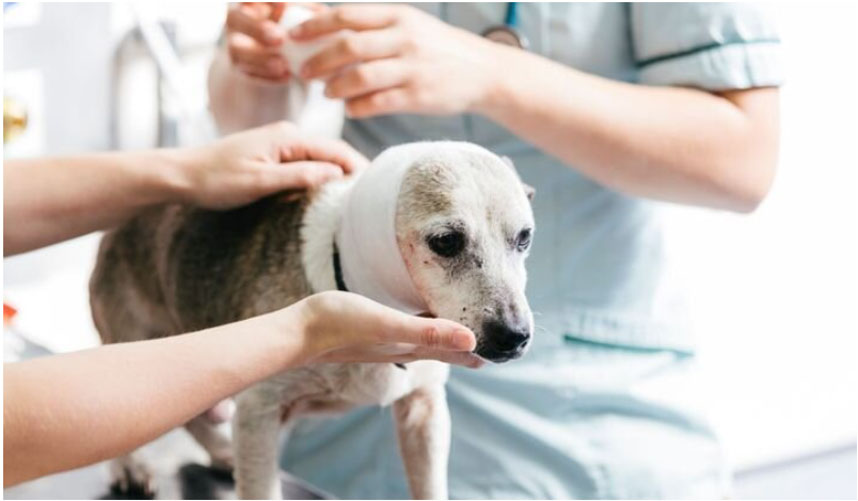 Primeros auxilios y tratamiento de quemaduras en perros