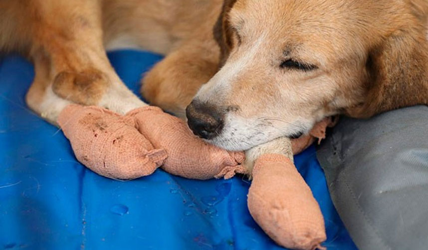 El perro se ha quemado las patas