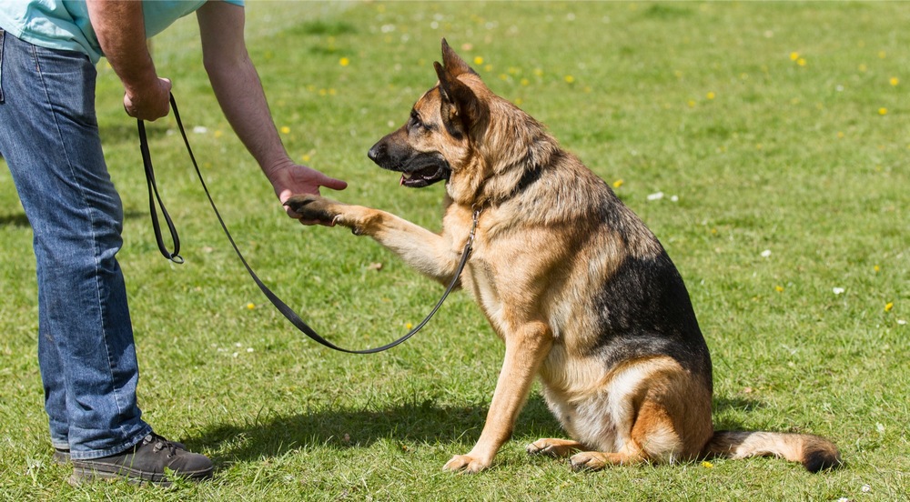 Perro con su dueño