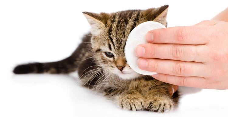 Higiene ocular del gatito