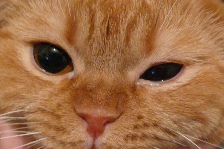 ¿Por qué le lloran los ojos al gatito?