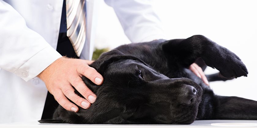 Salmonelosis en perros: síntomas y tratamiento