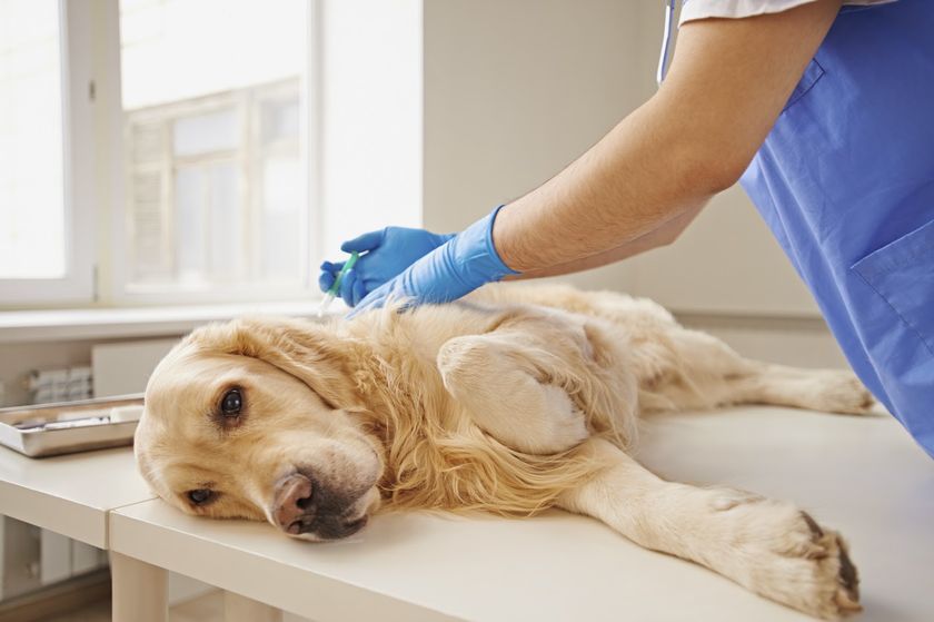 Tratamiento veterinario