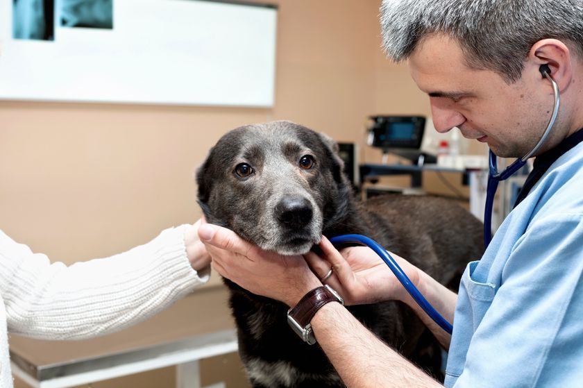 Perro en el veterinario