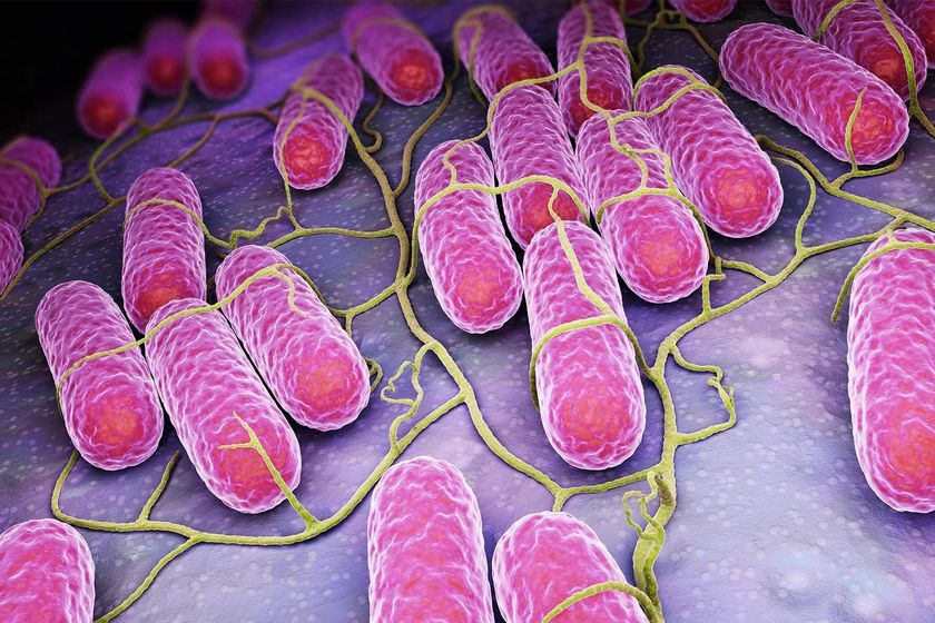Bacteria Salmonella