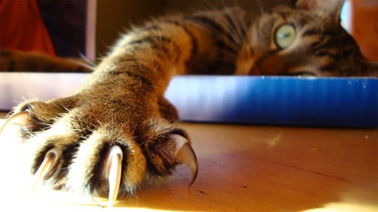 Gato con uñas afiladas