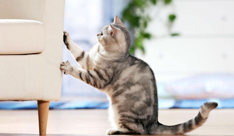 Gato gris afilando sus uñas en el sofá
