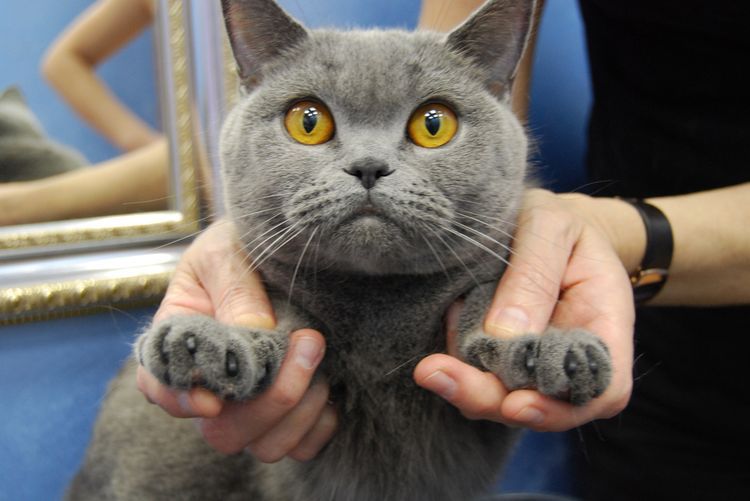Gato británico de ojos amarillos