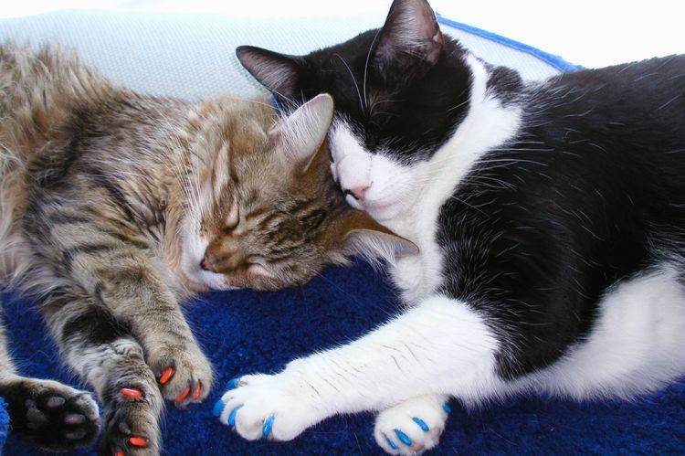 Fundas para las uñas de los gatos