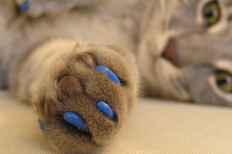 Fundas de silicona para uñas de gatos
