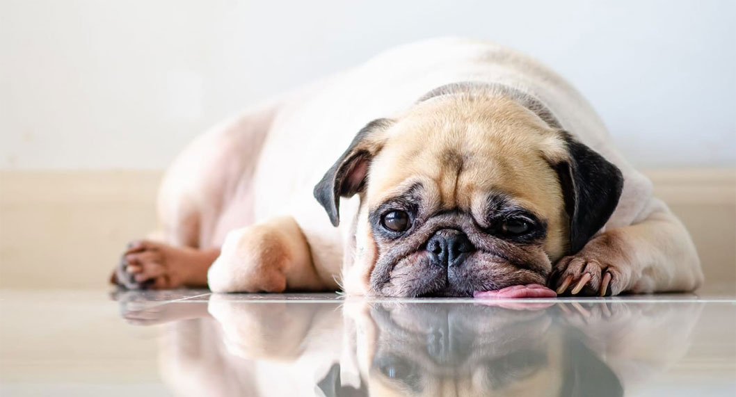 Cómo saber si el perro está deshidratado