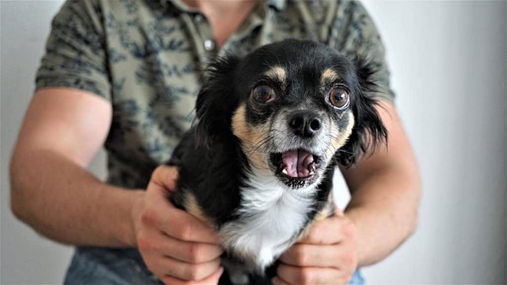 El perro resopla y se ahoga, cuál es la causa y qué hacer