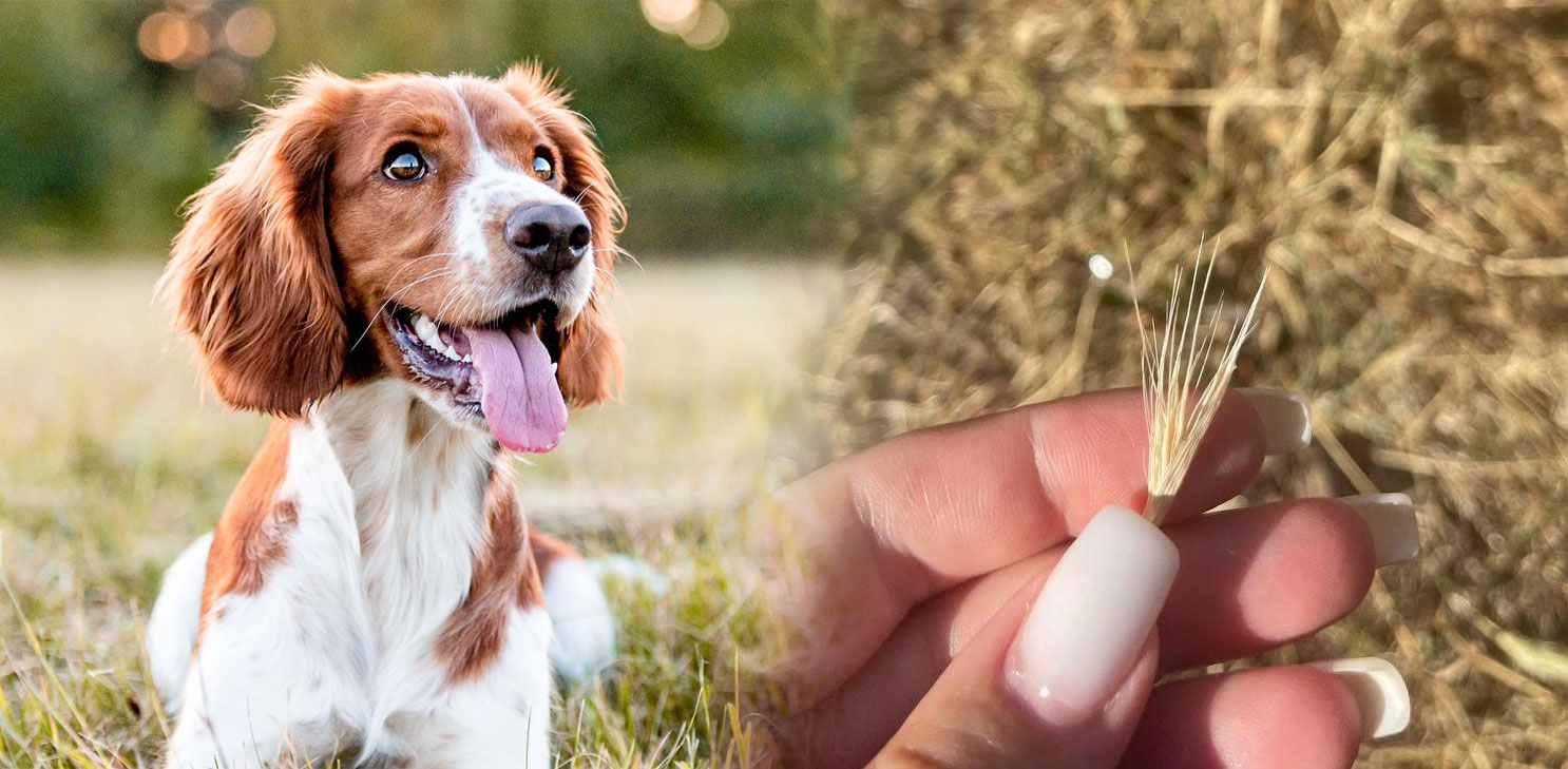 Por qué son peligrosas las espiguillas secas para el perro