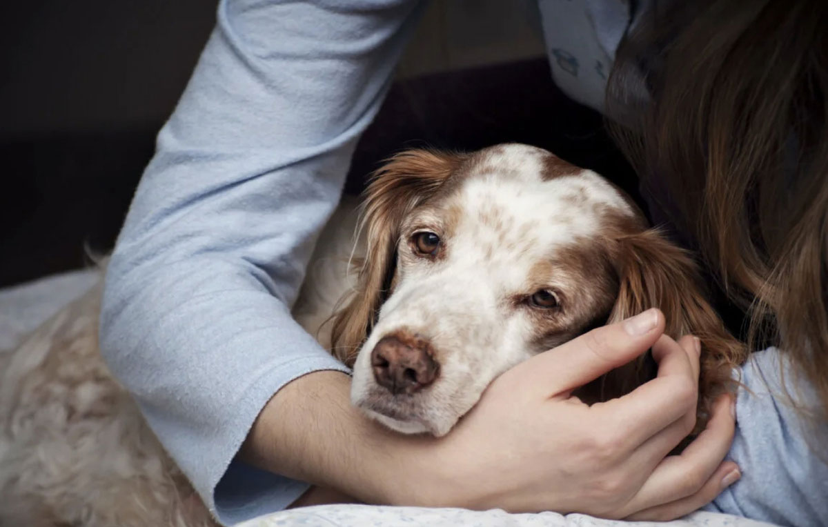 Qué hacer si el perro resopla y se ahoga
