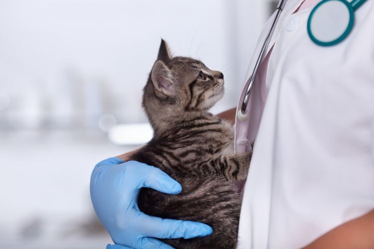 Suspensión para gatos «Stop-zud»