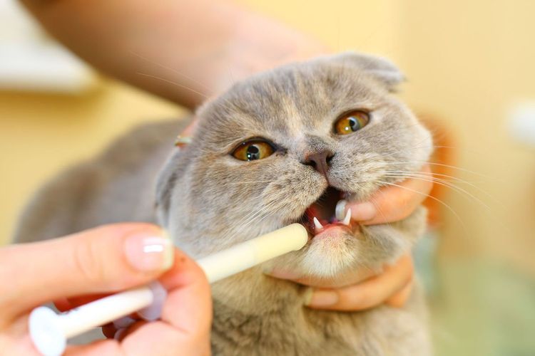 Al gato se le administra el medicamento con una jeringa