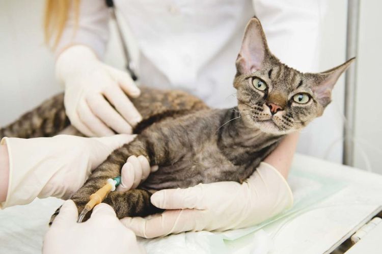 El veterinario administra una inyección a la gata
