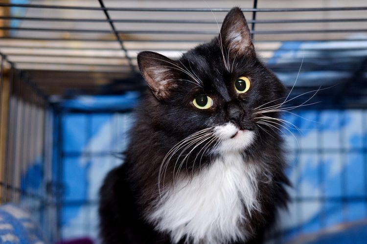 Gato negro con pecho blanco