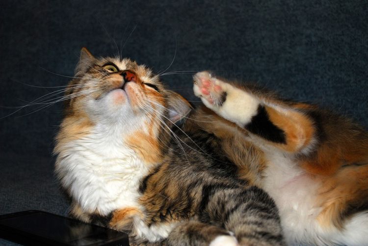 El gato se rasca la oreja con la pata