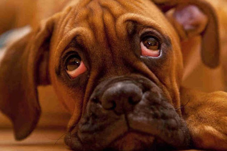 Ojos rojos en el perro